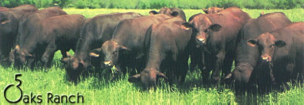 Five Oaks Ranch - Texas Santa Gertrudis Cattle and Timber Production