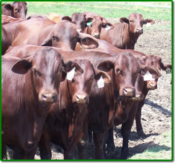 Five Oaks Ranch - Cattle For Sale Now