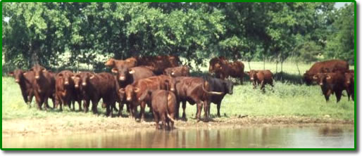 Five Oaks Ranch - Cattle For Sale Now